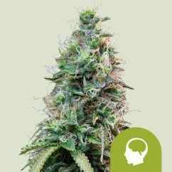 Amnesia Haze Auto – Autoflowering Cannabis Seeds