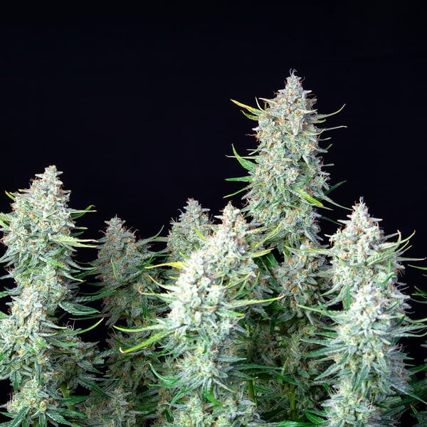 Green Gelato Auto – Autoflowering Cannabis Seeds