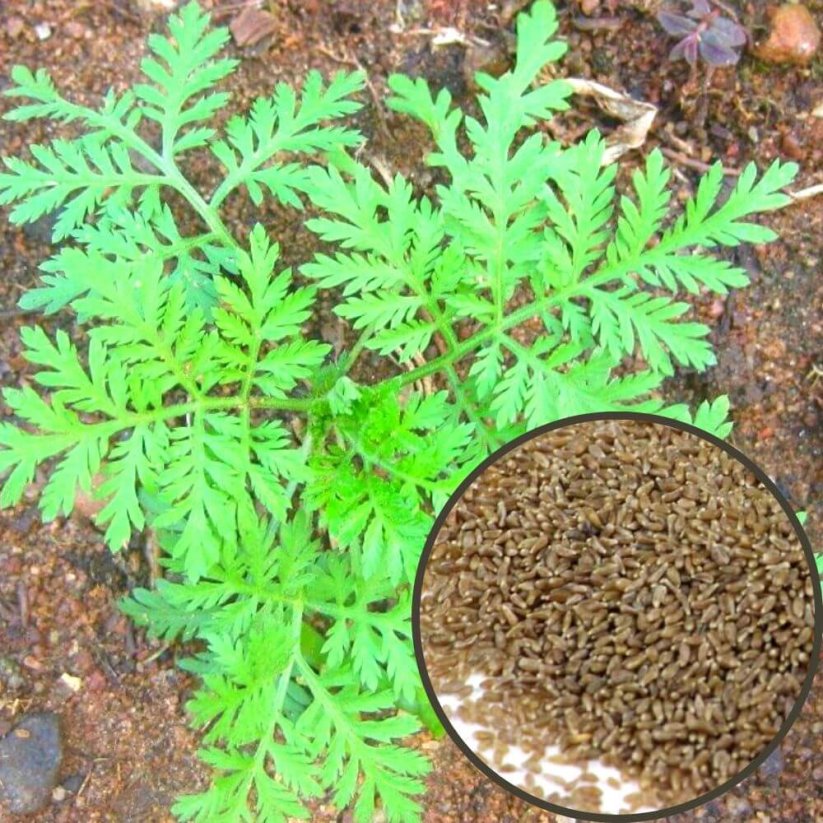 Absinthe wormwood (Artemisia absinthium) - semena - 0,25 g