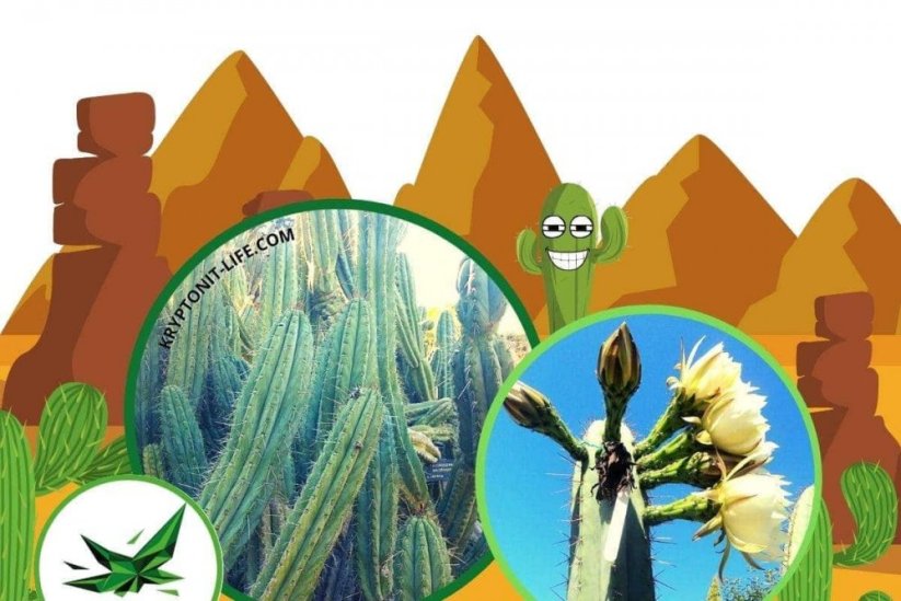 Sada na pěstování kaktusu - Macrogonus - Trichocereus macrogonus