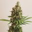 Shining Silver Haze – Feminized Cannabis Seeds
