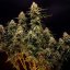 Northern Light Auto – Autoflowering Cannabis Seeds