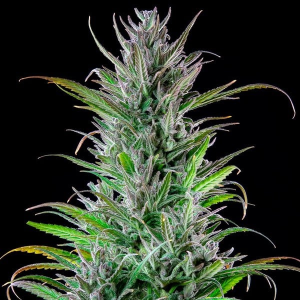 Northern Light – Feminized Cannabis Seeds