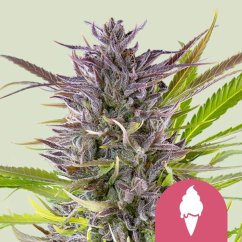 Green Gelato – Feminized Cannabis Seeds