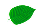 Mitragyna hirsuta