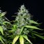 Royal Gorilla Auto – Autoflowering Cannabis Seeds