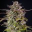 Cookies Gelato – Feminized Cannabis Seeds