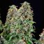 Wedding Gelato – Feminized Cannabis Seeds