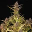 Purple Queen Auto – Autoflowering Cannabis Seeds