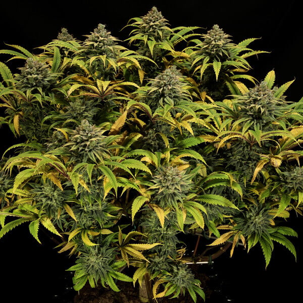 Green Gelato – Feminized Cannabis Seeds