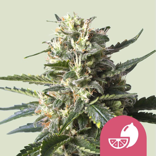 Lemon Shining Silver Haze – Feminized Cannabis Seeds