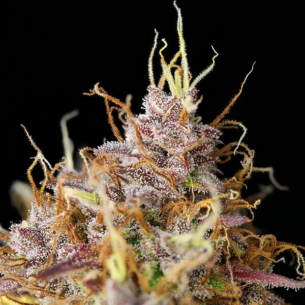 Purple Queen Auto – Autoflowering Cannabis Seeds