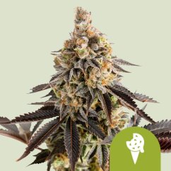 Cookies Gelato Auto – Autoflowering Cannabis Seeds