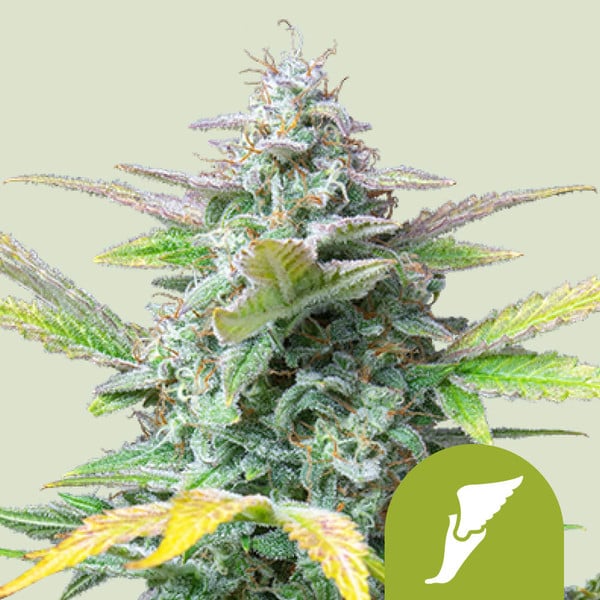 Quick One Auto – Autoflowering Cannabis Seeds