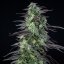 Skunk XL – Feminized Cannabis Seeds