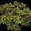 Green Gelato – Feminized Cannabis Seeds
