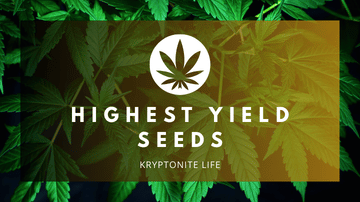 Nejvýnosnější cannabis seeds – které genetiky mají největší výnos?