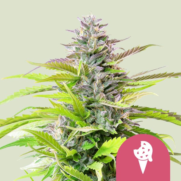 Cookies Gelato – Feminized Cannabis Seeds