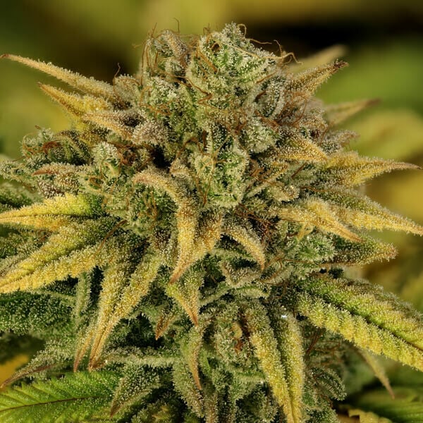 Green Gelato – Feminized Cannabis Seeds