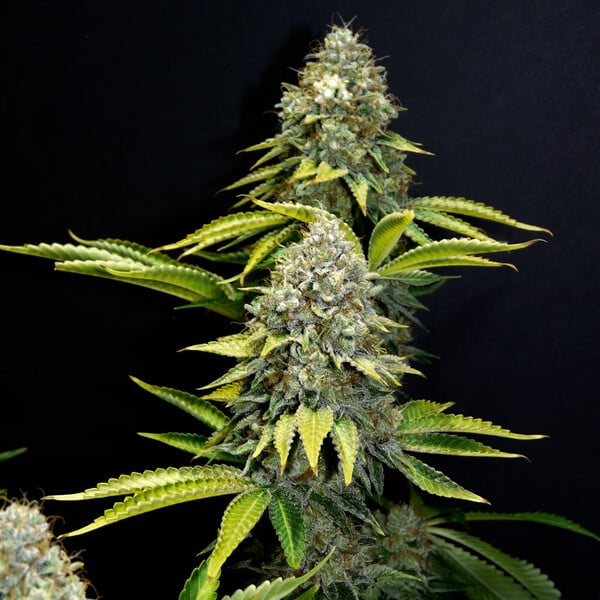 OG Kush – Feminized Cannabis Seeds