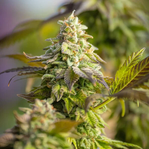 Special Queen 1 – Feminized Cannabis Seeds