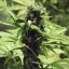 Northern Light – Feminized Cannabis Seeds