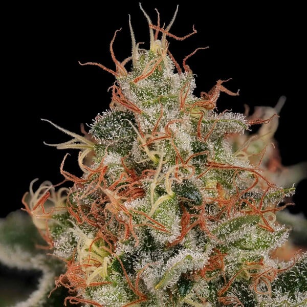 Critical (Critical Mass) – Feminized Cannabis Seeds