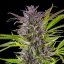 Green Gelato – Feminized Cannabis Seeds