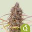 Purple Queen Auto – Autoflowering Cannabis Seeds