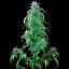 Critical Kush – Feminized Cannabis Seeds