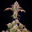 Royal Cheese (Fast Flowering) – Feminized Cannabis Seeds