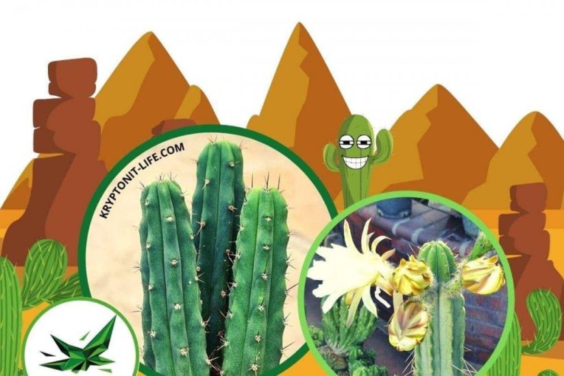 Sada na pěstování kaktusu - Bridgesii - Trichocereus bridgesii