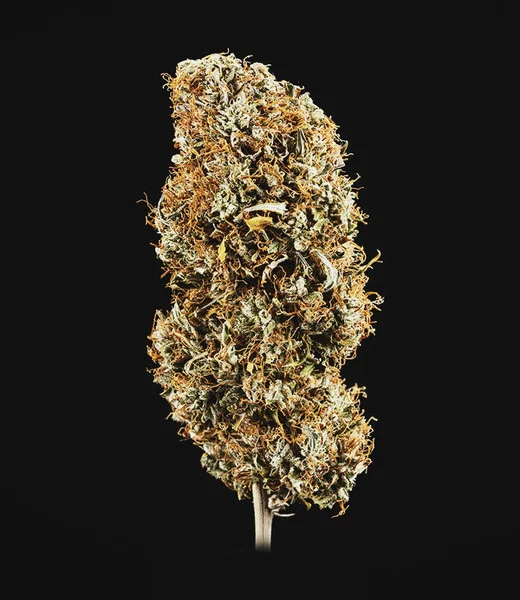 Cookies Gelato Auto – Autoflowering Cannabis Seeds