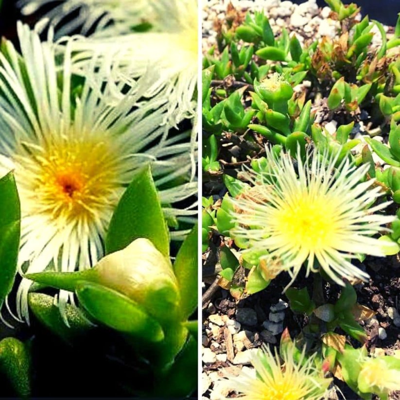 Kanna (Sceletium Tortuosum) - semena - 10x