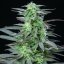 Skunk XL – Feminized Cannabis Seeds