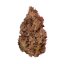 Purple Queen – Feminized Cannabis Seeds
