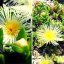 Kanna (Sceletium Tortuosum) - semena - 10x