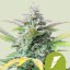 Quick One Auto – Autoflowering Cannabis Seeds