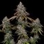 OG Kush – Feminized Cannabis Seeds