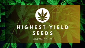 Nejvýnosnější cannabis seeds – které genetiky mají největší výnos?