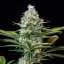Royal Runtz – Feminizovaná cannabis semena