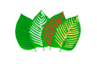Ne-Kratom farby