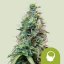 Amnesia Haze Auto – Autoflowering Cannabis Seeds