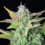 Quick One Auto – Autoflowering Cannabis Seeds