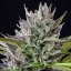 Triple G – Feminized Cannabis Seeds