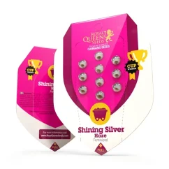 Shining Silver Haze – Feminized Cannabis Seeds