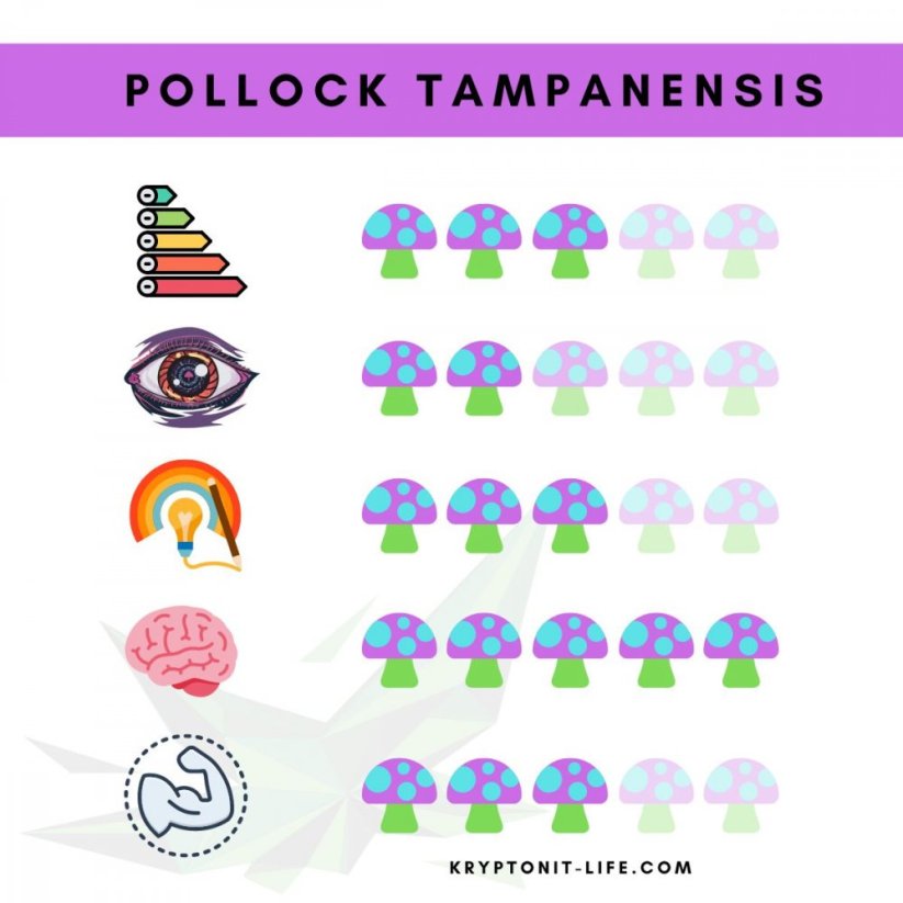 Pollock Tampanensis Sporen (Fläschchen) - 10 ml