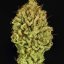Green Gelato – Feminized Cannabis Seeds
