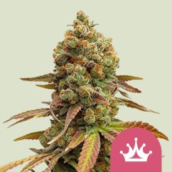 Special Queen 1 – Feminized Cannabis Seeds