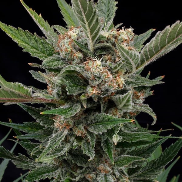 Royal Gorilla (GG4) – Feminized Cannabis Seeds